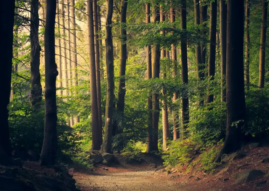 Sentiero nel bosco, metafora di un percorso continuo di cura